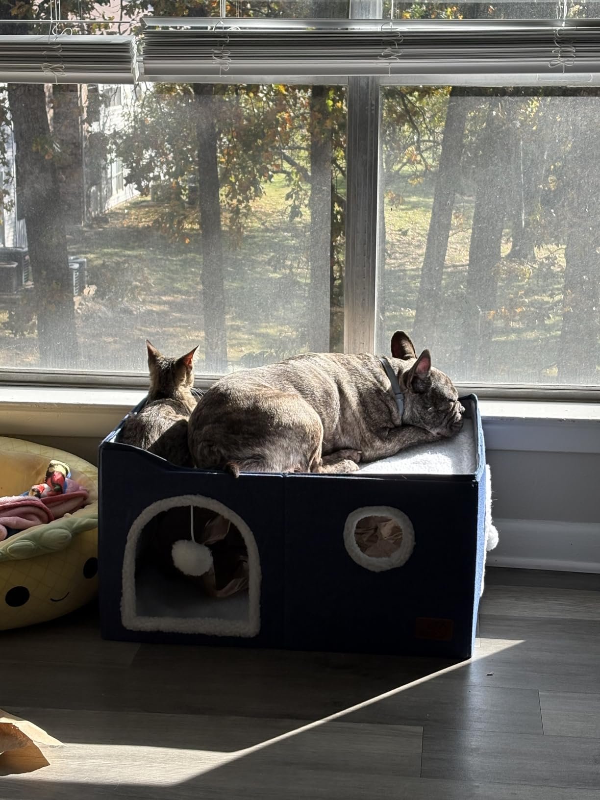 Two cats sharing the Bedsure bed, one inside the cave and one on top