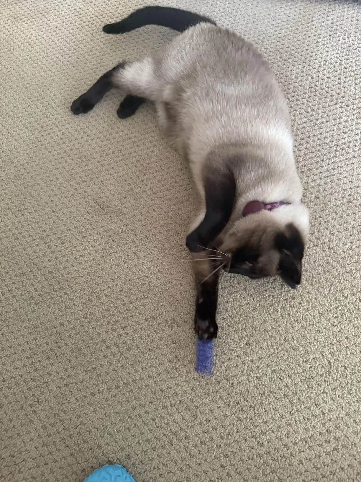 Sushi mid-pounce, batting a green spring across the floor