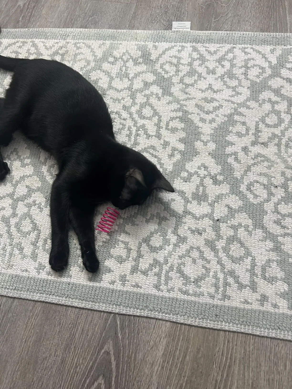A collection of springs gathered together in a rainbow pile after a 'spring hunt' cleanup