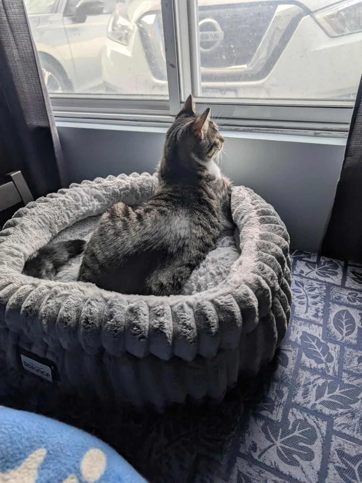 A fluffy white cat in deep, peaceful sleep inside the donut bed