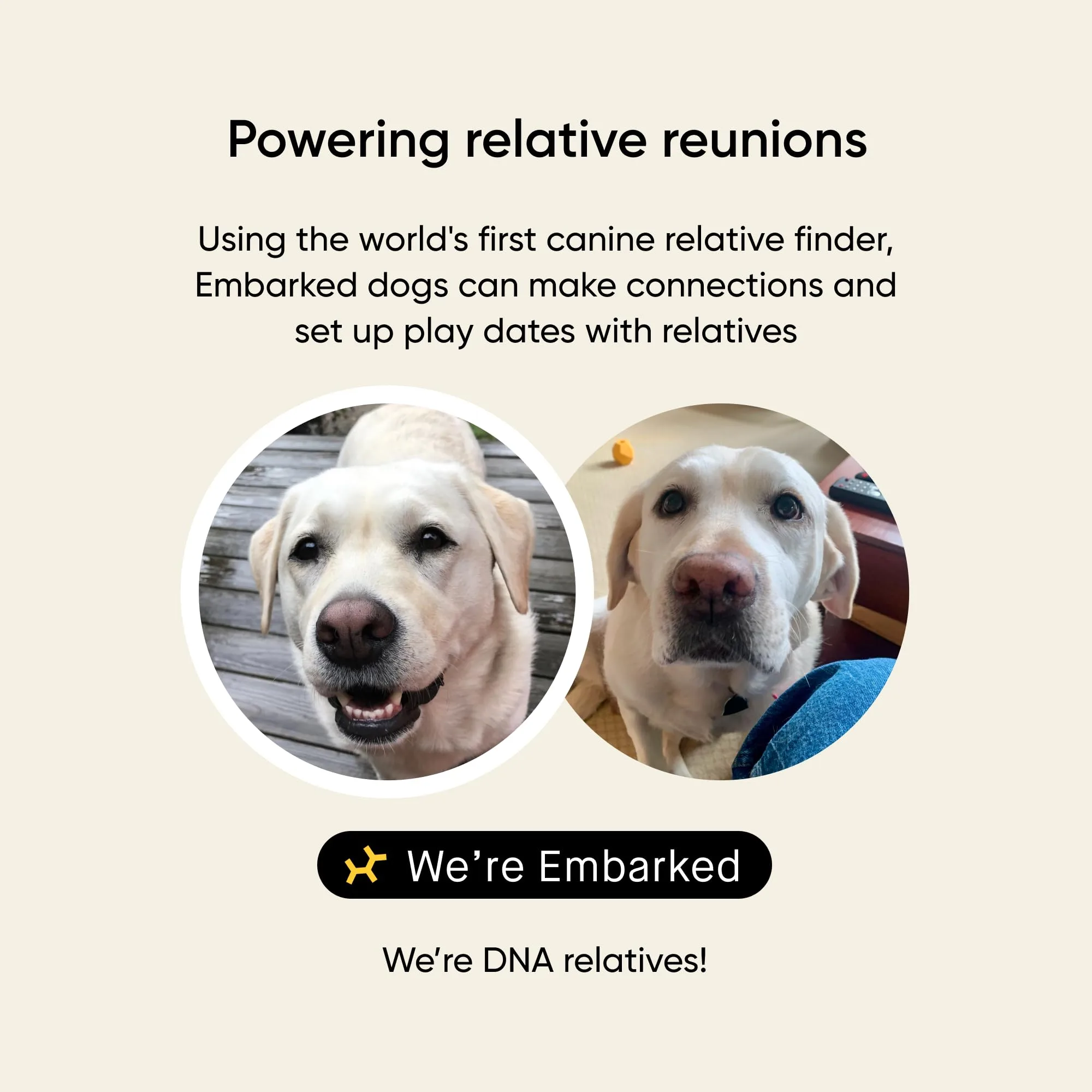 Embark Breed & Health Kit - Dog DNA Testing Kit - Discover Breed, Ancestry, Relative Finder, Genetic Health, Traits, Allergy Risk Scores
