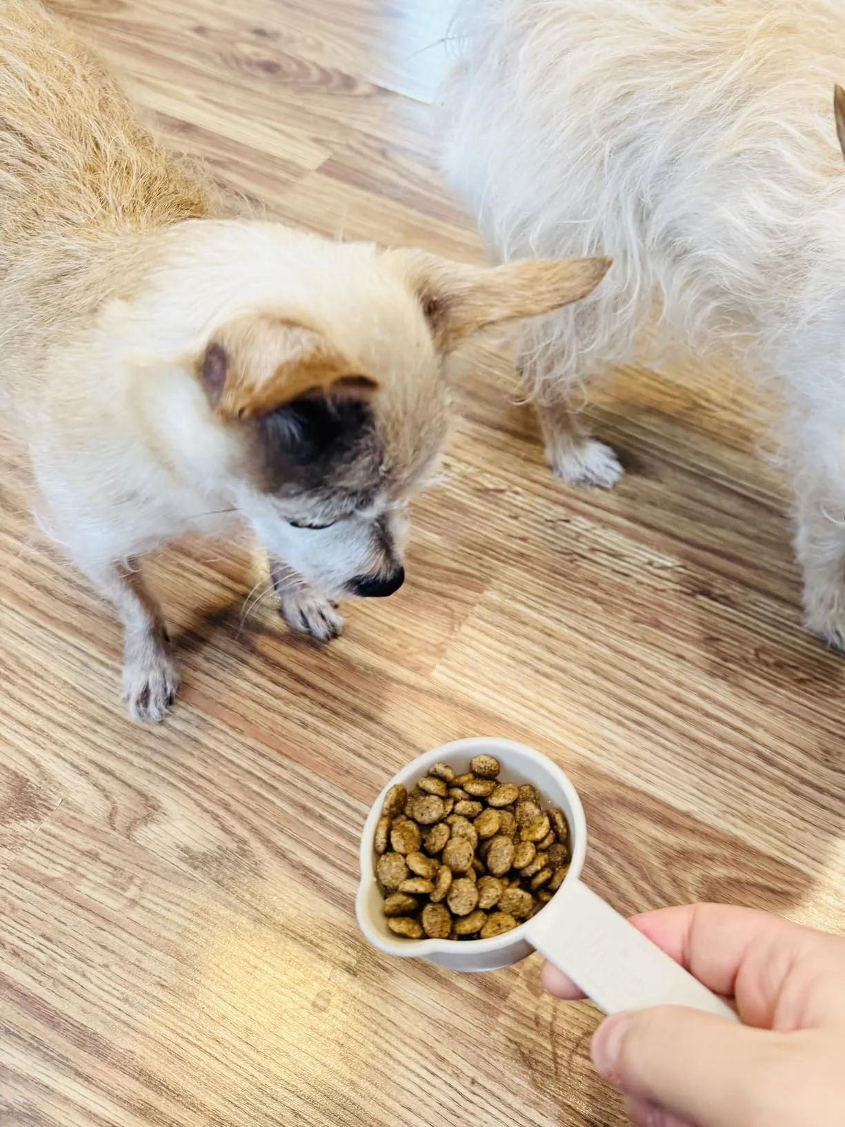 The blue Hill's Science Diet bag sitting on my kitchen floor next to Charlie's empty bowl