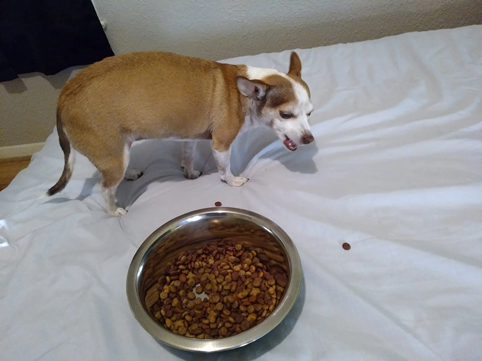 Charlie, my senior Lab mix, resting comfortably on his bed, looking content