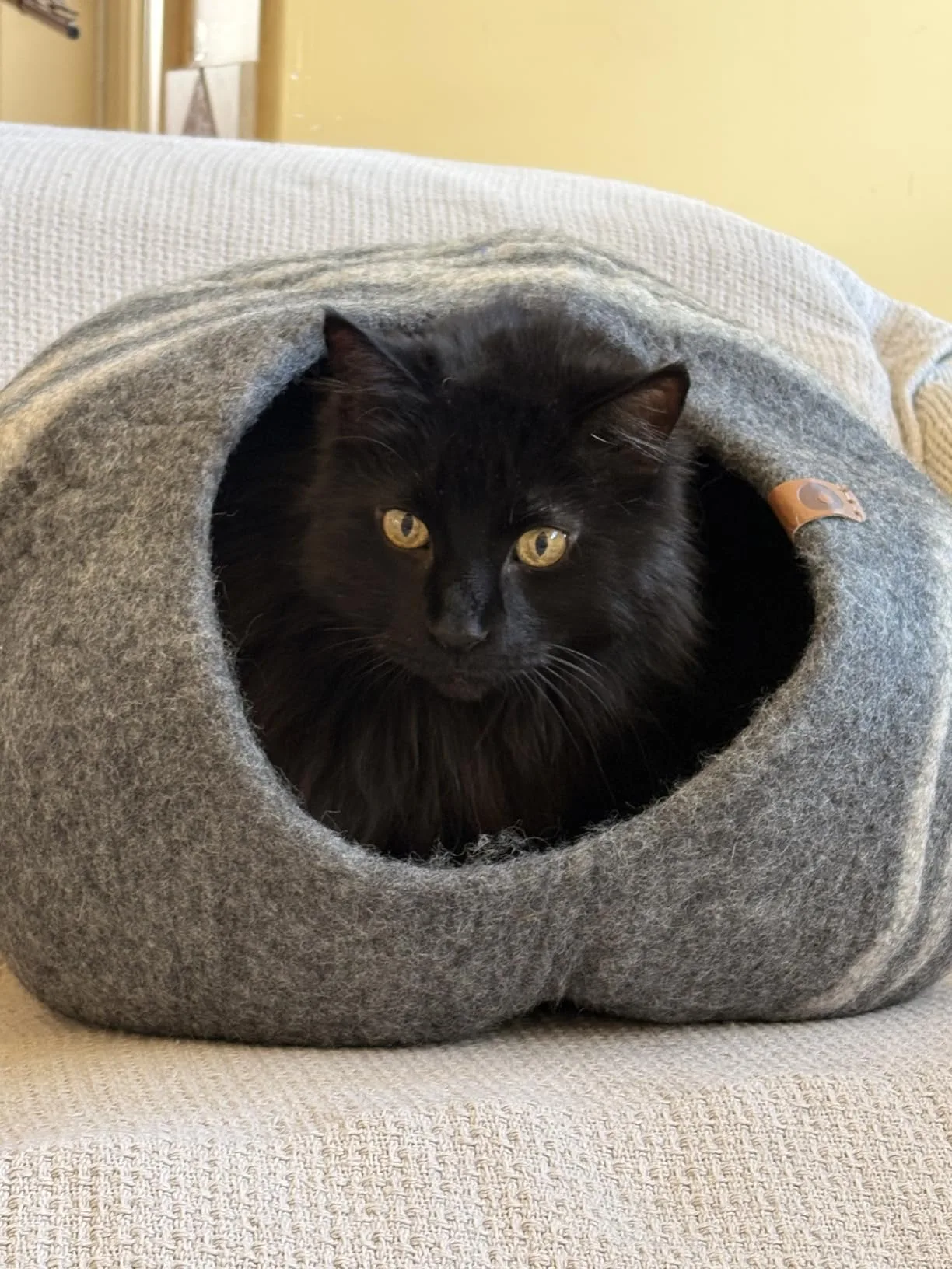 A grey tabby cat curled in a perfect circle inside the dark opening of the wool cave
