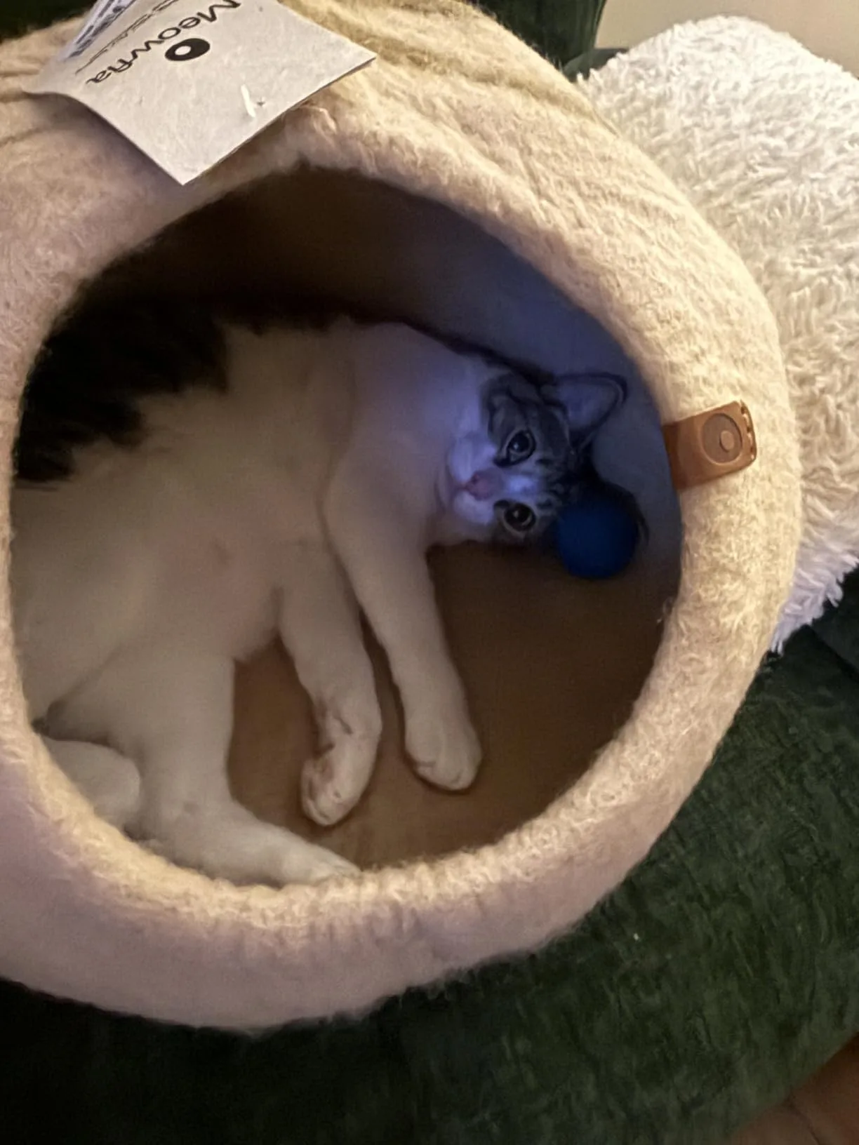 The medium-sized cave next to a houseplant for scale, showing its compact footprint