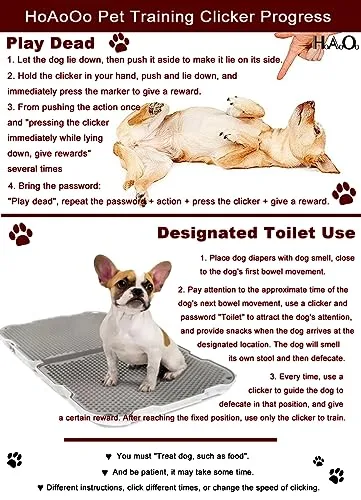 Clicker training lifestyle shot