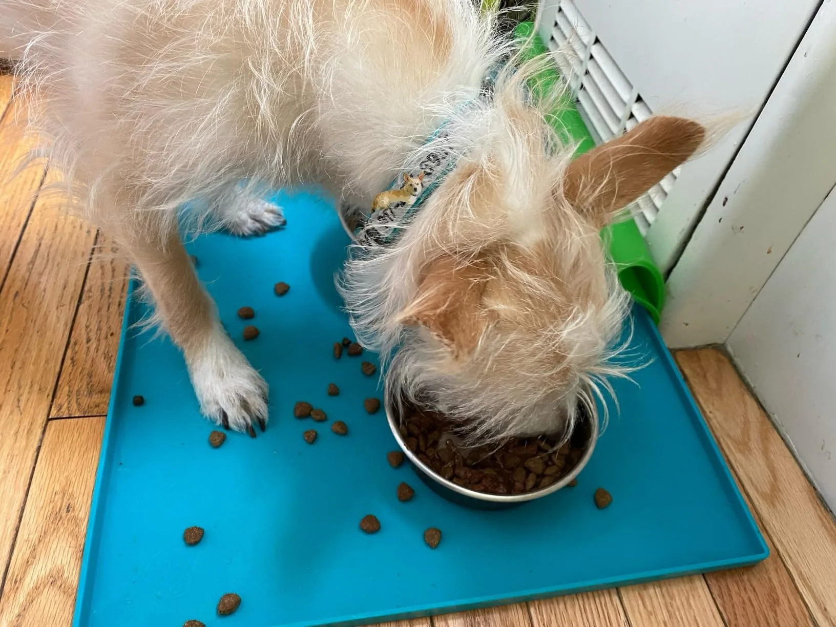 Close-up of kibble showing the mix of regular pieces and dark LifeSource Bits