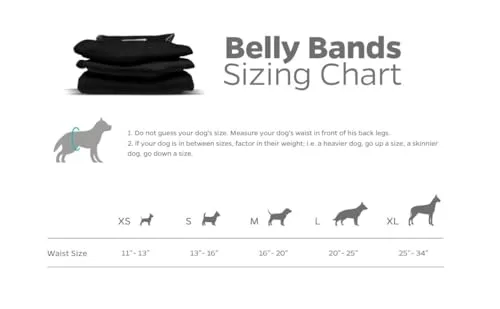Lifestyle image of dog wearing the belly band