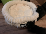 BALANCE Cat Bed Review: Affordable Price Vs Premium Comfort Comparison